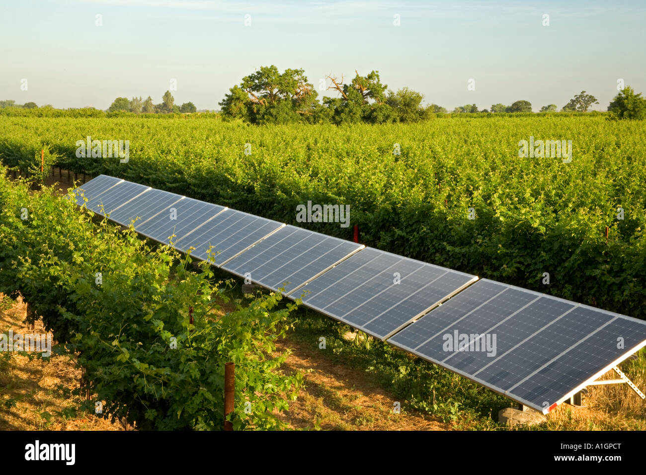 Solar panels operating in vineyard, California Stock Photo Alamy