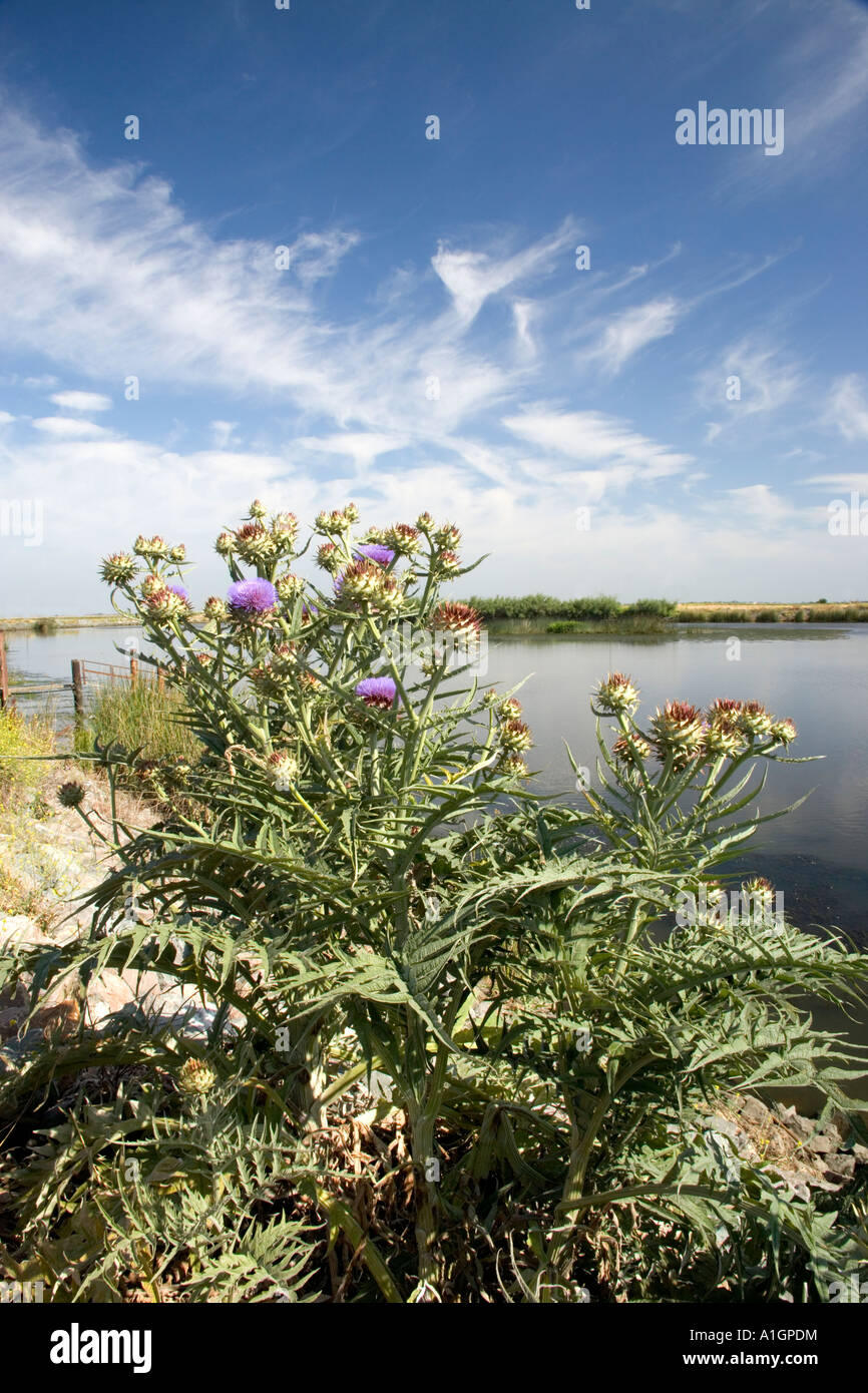 Artichoke plant flowering, growing wild, Sacramento River Delta