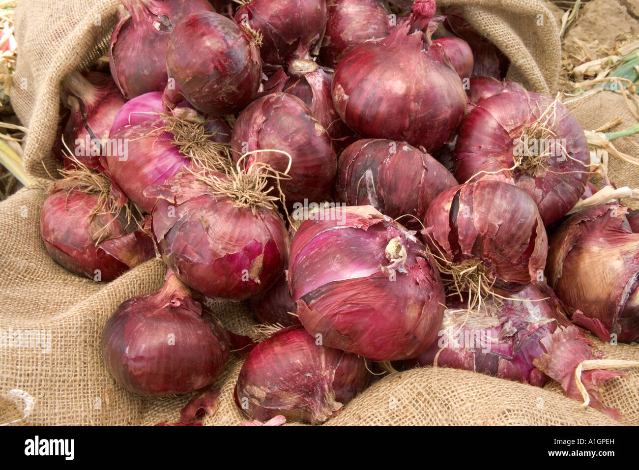 Harvested Red Onions piled drying in burlap sack, California Stock Photo