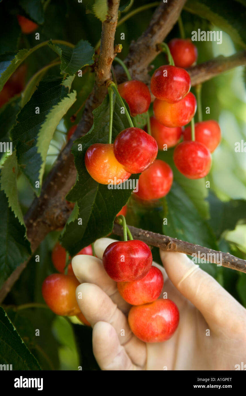 Cherries 'Rainier' , latex gloved hand harvesting Stock Photo Alamy