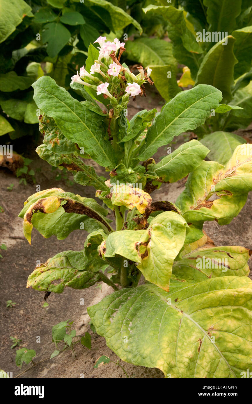 Tobacco infected with tomato spotted wilt virus, Norman Park, Georgia Stock Photo