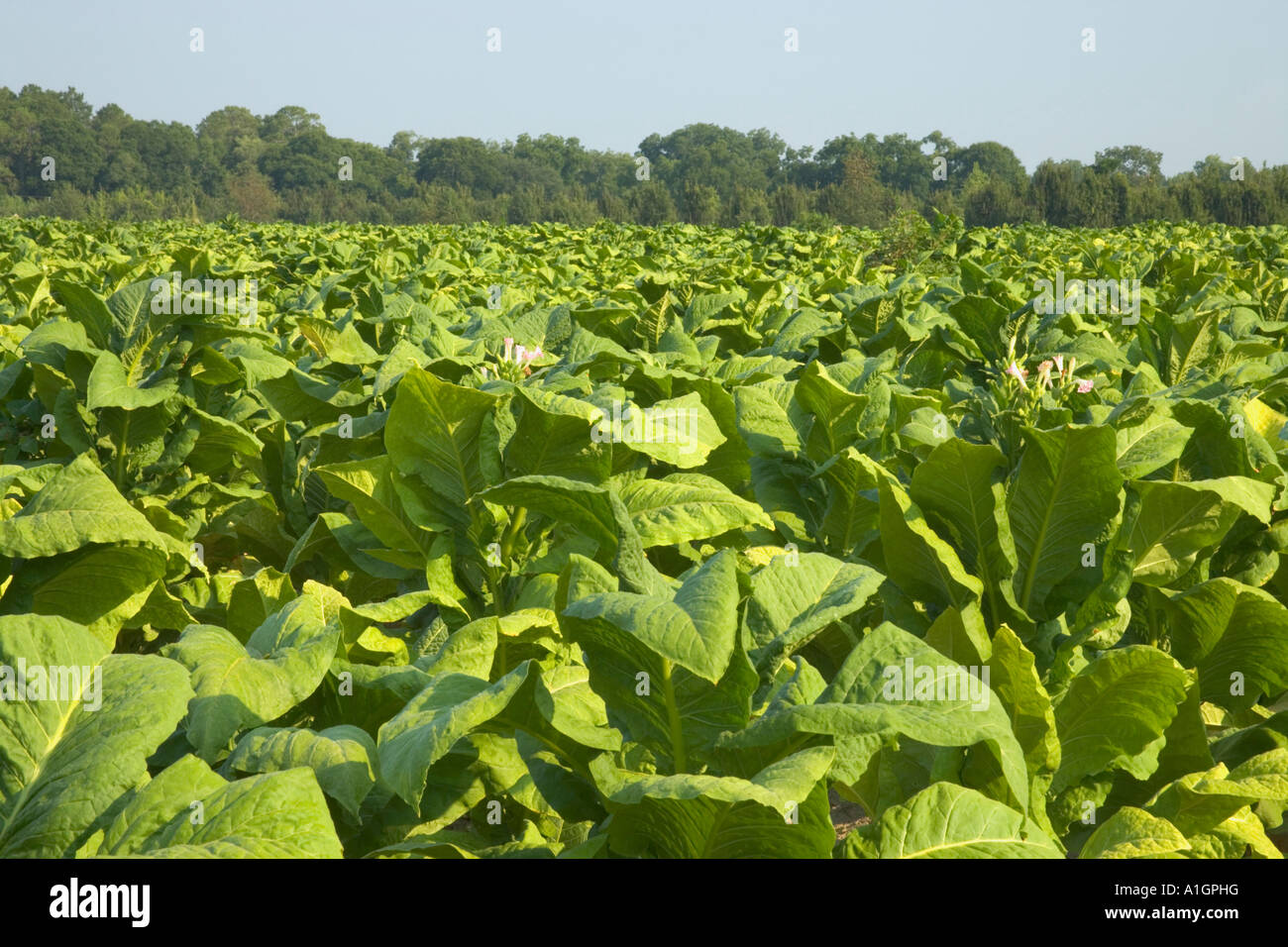 Tobacco field past flowering stage, Stock Photo 10256043 Alamy