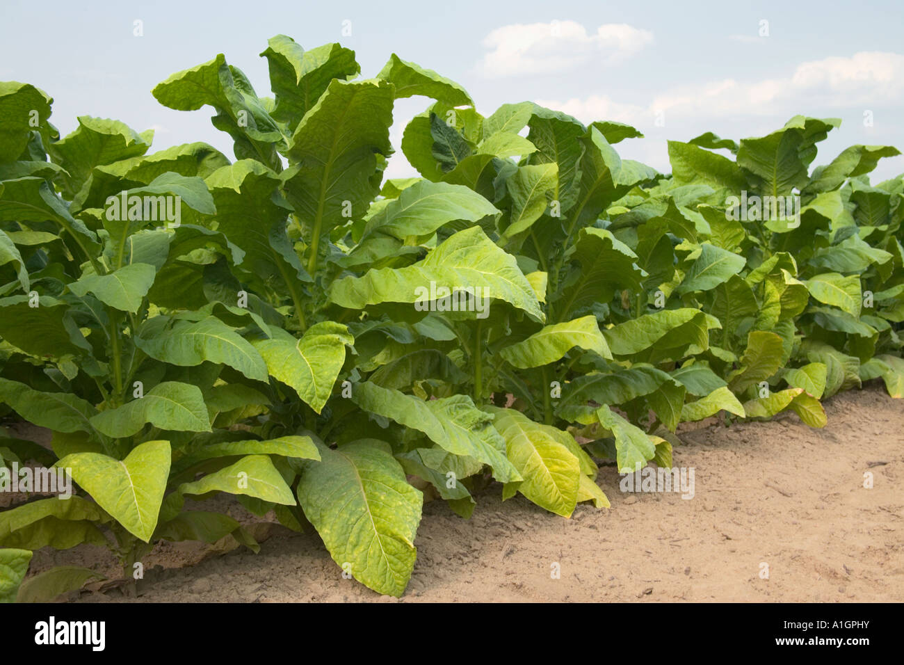 Tobacco field, Stock Photo Alamy