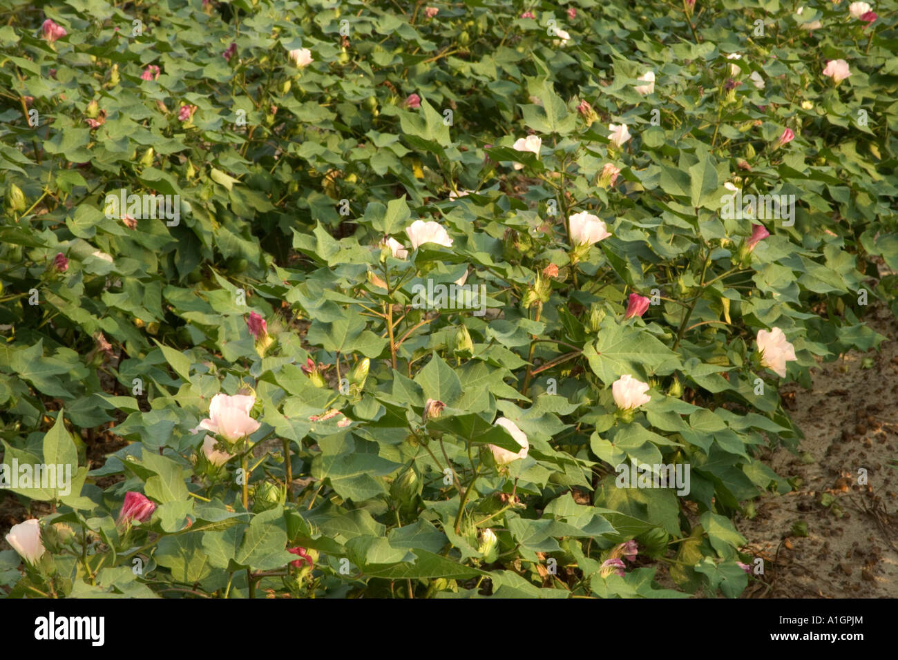 Cotton field flowering, Stock Photo Alamy