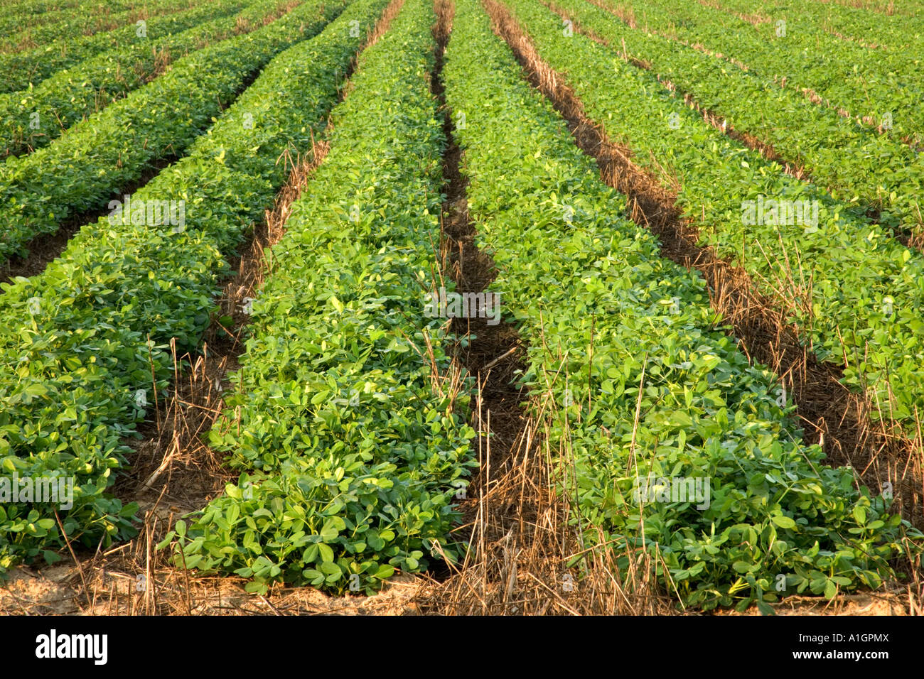 Peanut field, no till, converging rows Stock Photo