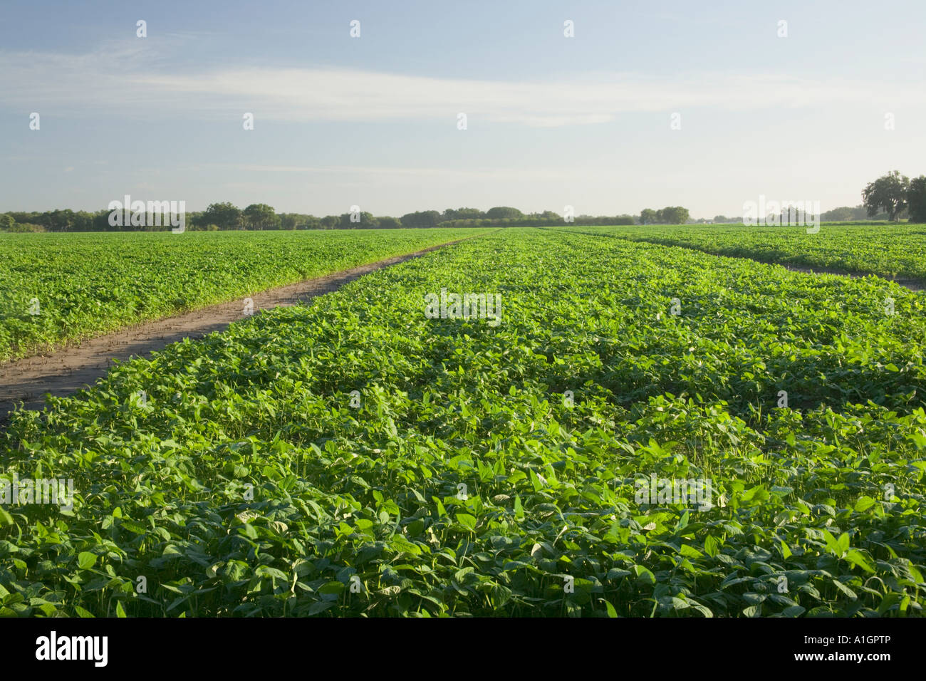 Cotton field, Stock Photo Alamy