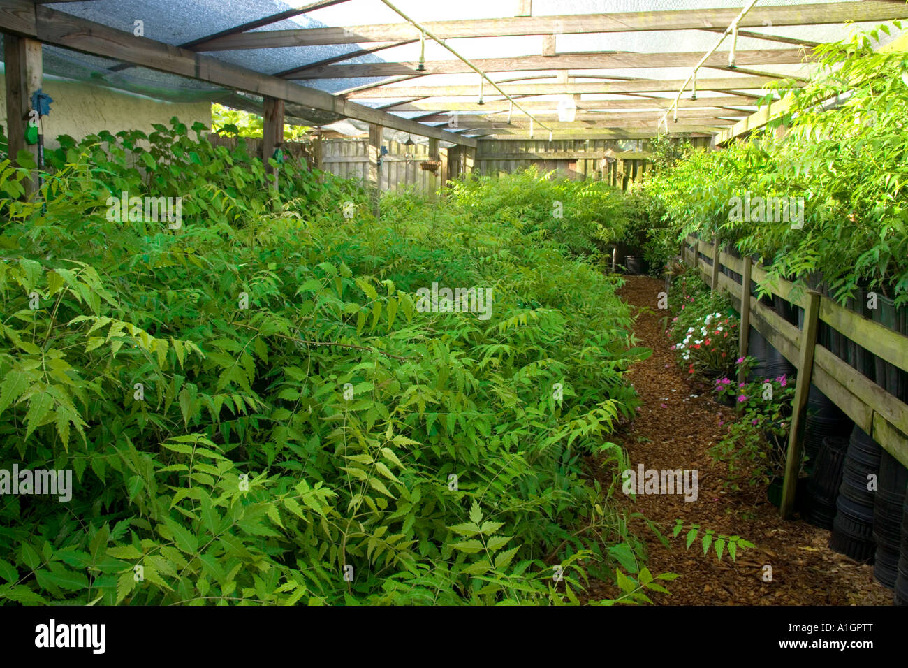 Greenhouse growing Neem seedlings, Florida Stock Photo