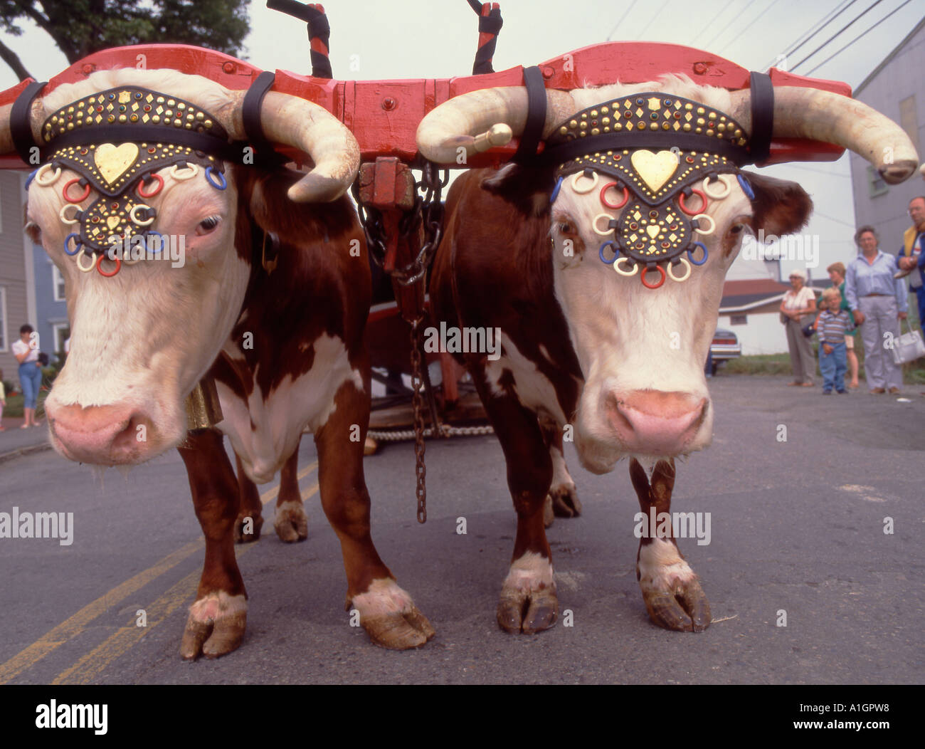 Canada Nova Scotia oxcart Stock Photo