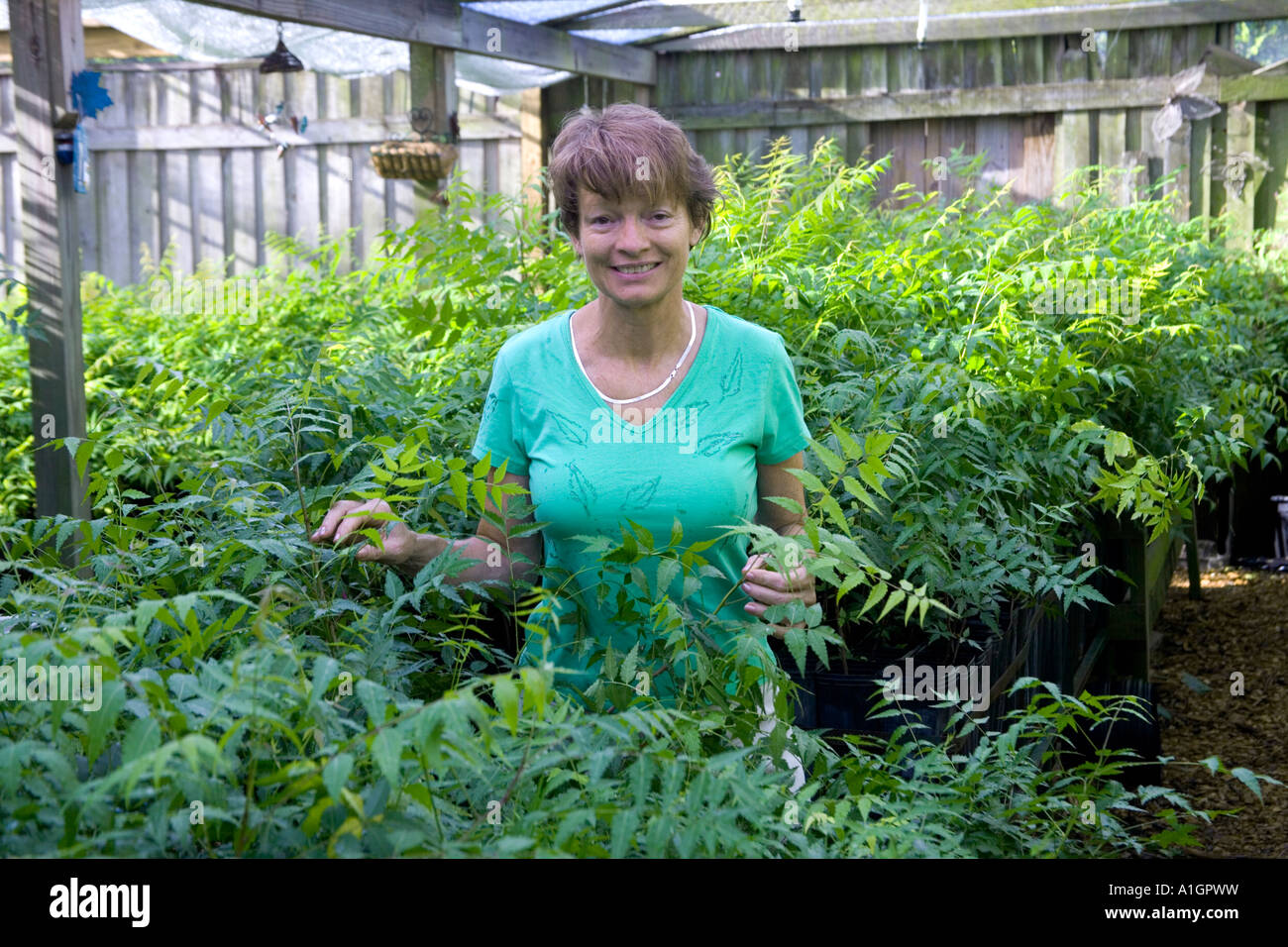 Grower in greenhouse,  Neem seedlings,  Florida Stock Photo