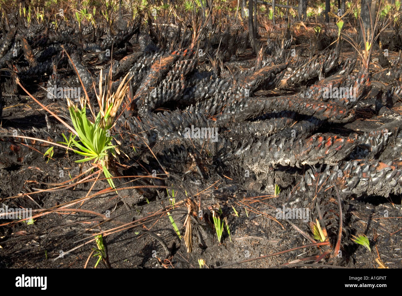 Controlled burn, Saw Palmetto emerging, Florida Stock Photo - Alamy