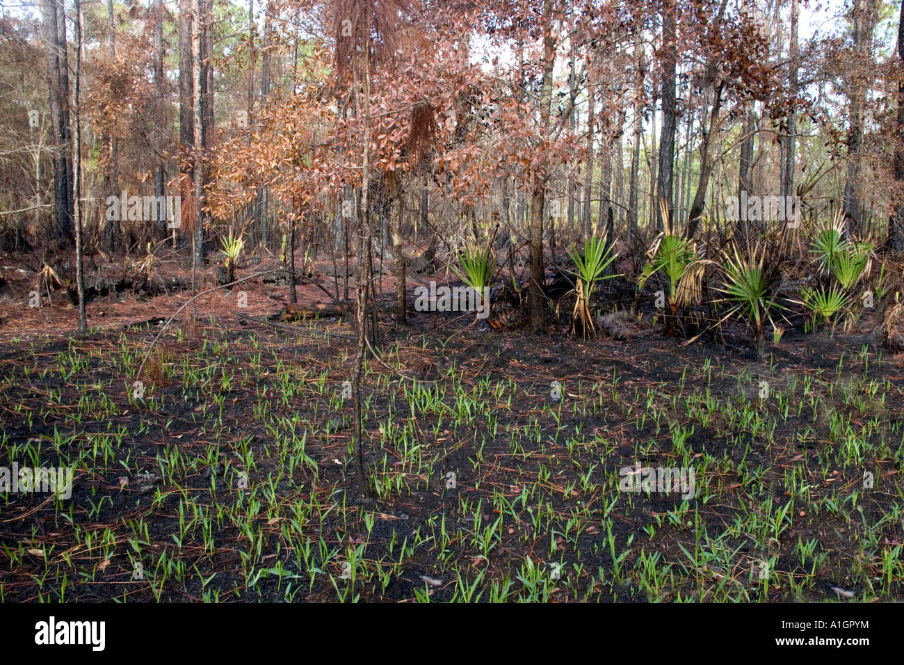 Controlled prescribed burn, new grass emerging, Florida Stock Photo