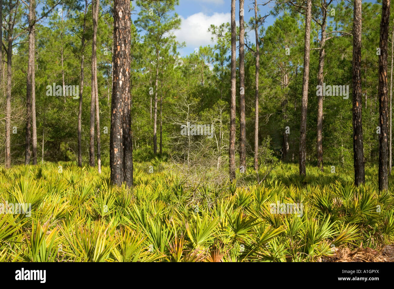 Regenerated Slash Pine forest, Saw Palmetto, controlled burn, Florida Stock Photo