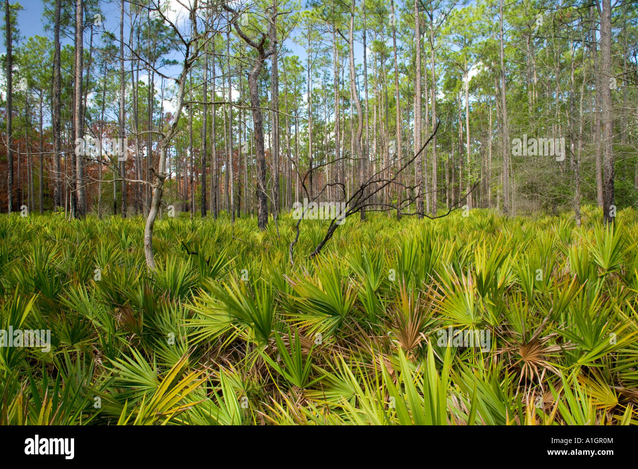 Regenerated slash Southern Yellow Pine forest, Saw Palmetto, controlled burn, Florida Stock Photo