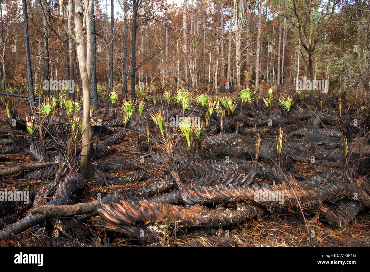 Controlled prescribed burn ,regenerating forest, Saw Palmetto, Florida Stock Photo