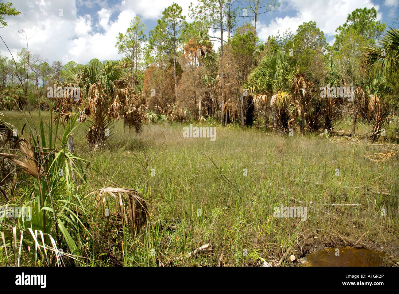 Regenerated wetlands from controlled burn, Florida Stock Photo