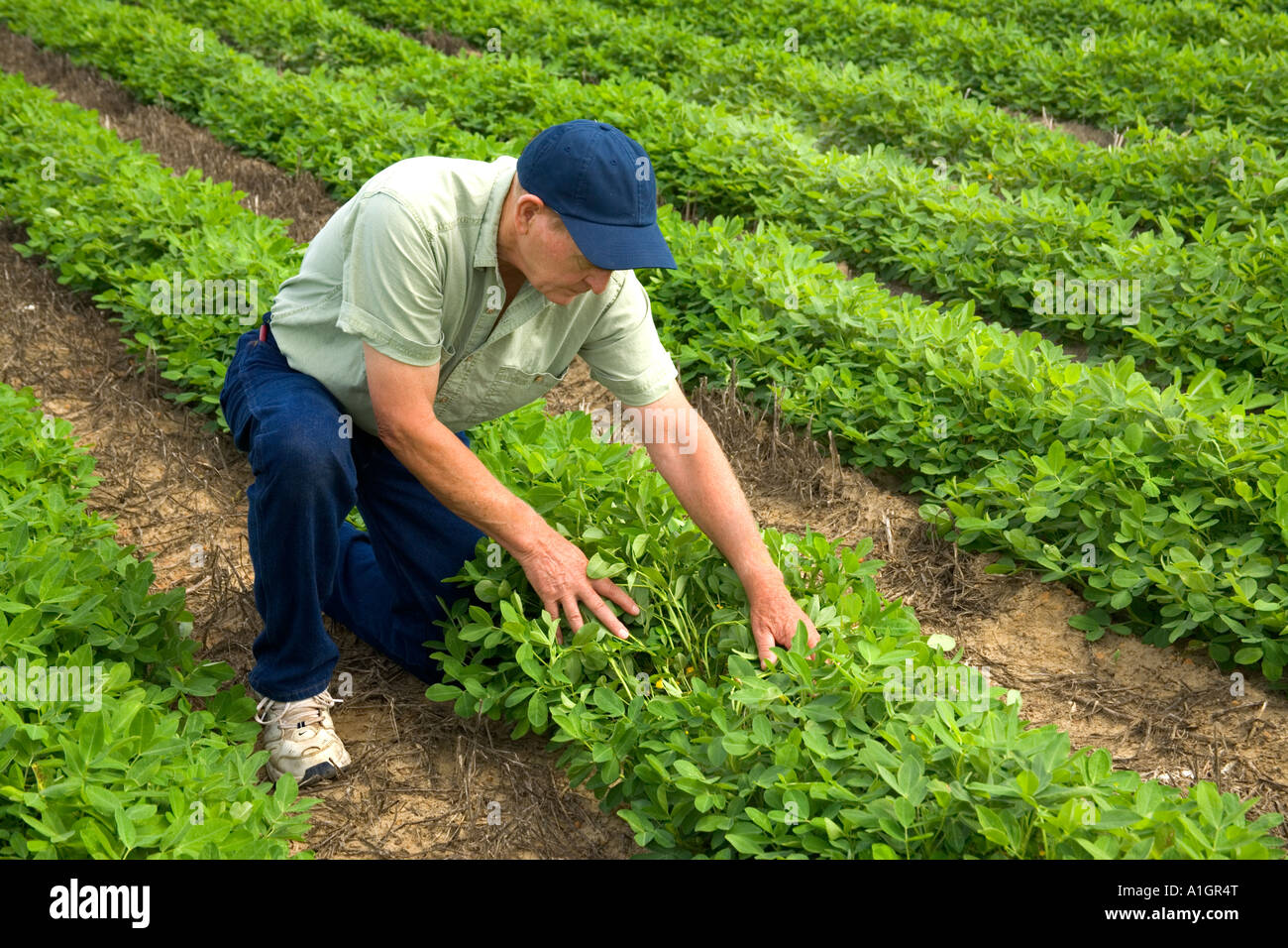 Farmer inspecting peanut crop. Stock Photo