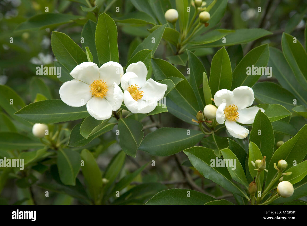 Flowers of the Loblolly Bay tree. Stock Photo
