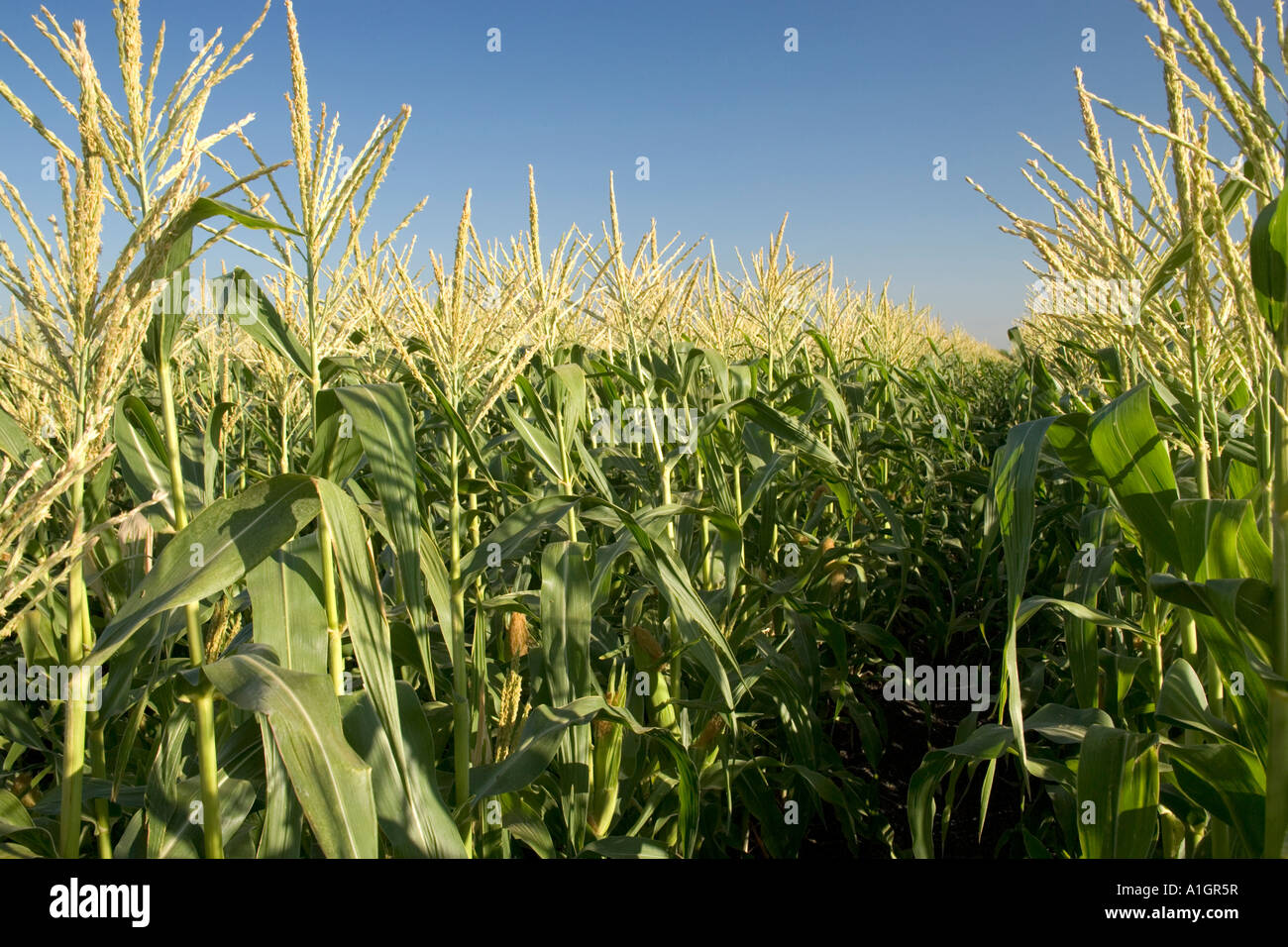 Corn field, tassel stage Stock Photo Alamy