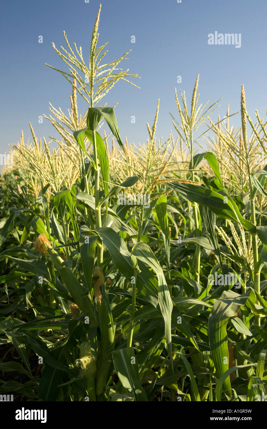 Corn field, tassel stage Stock Photo Alamy