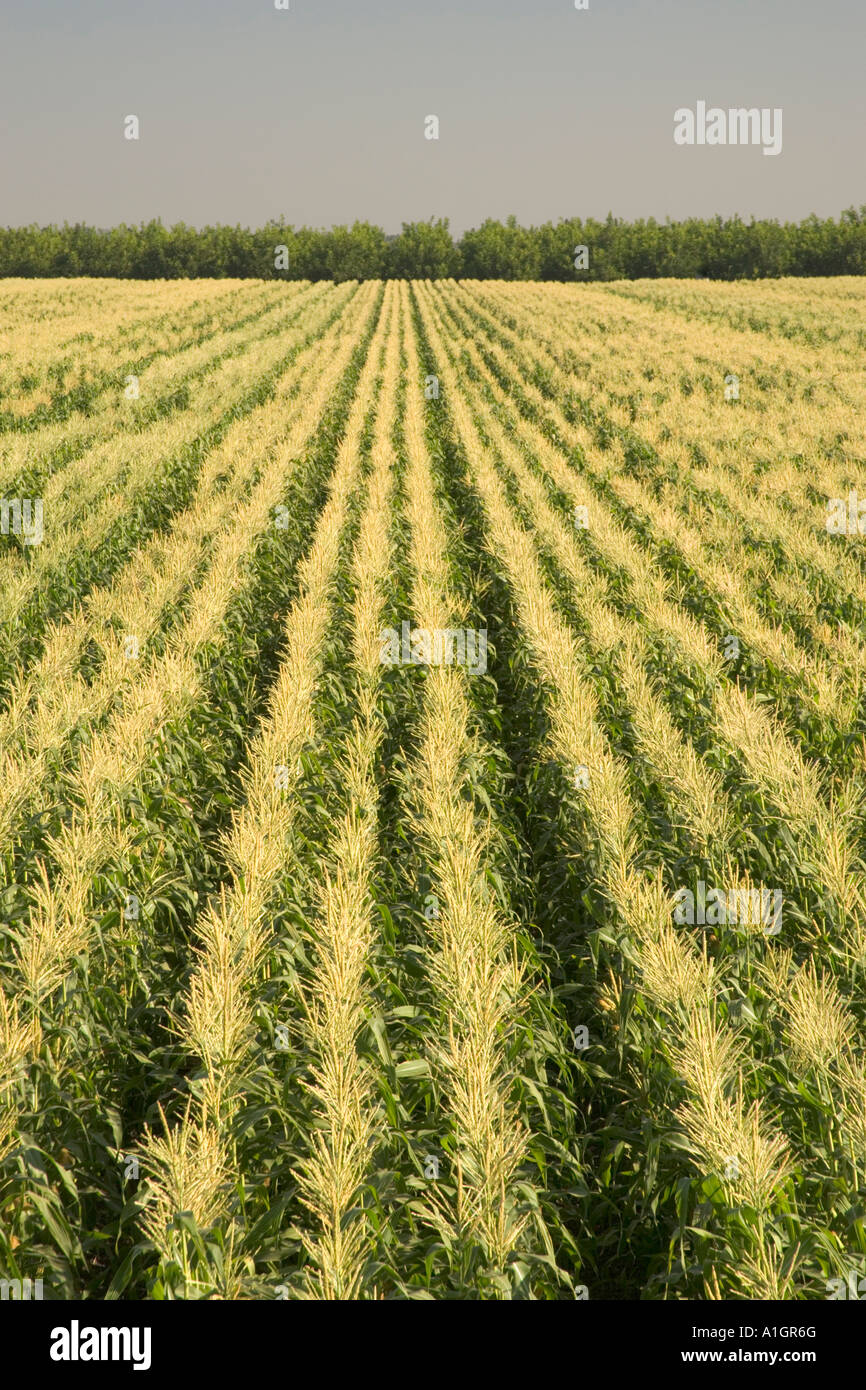Corn field converging rows, tassel stage Stock Photo Alamy
