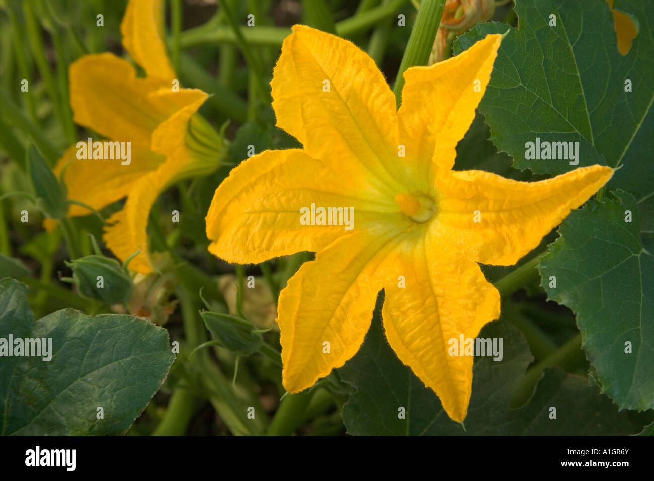 Unisexual flowers hires stock photography and images Alamy