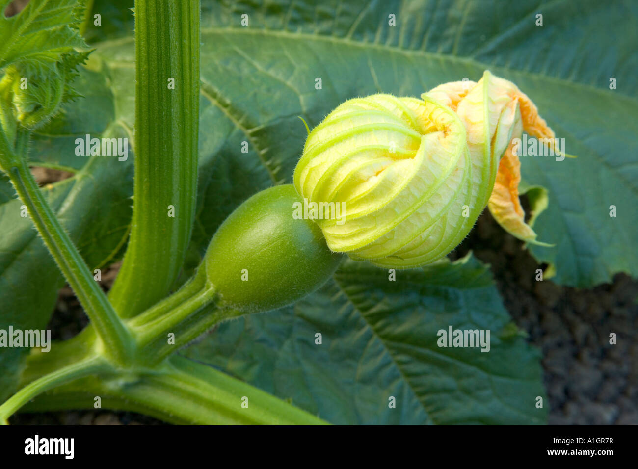 Pumpkin fruit setting. Stock Photo