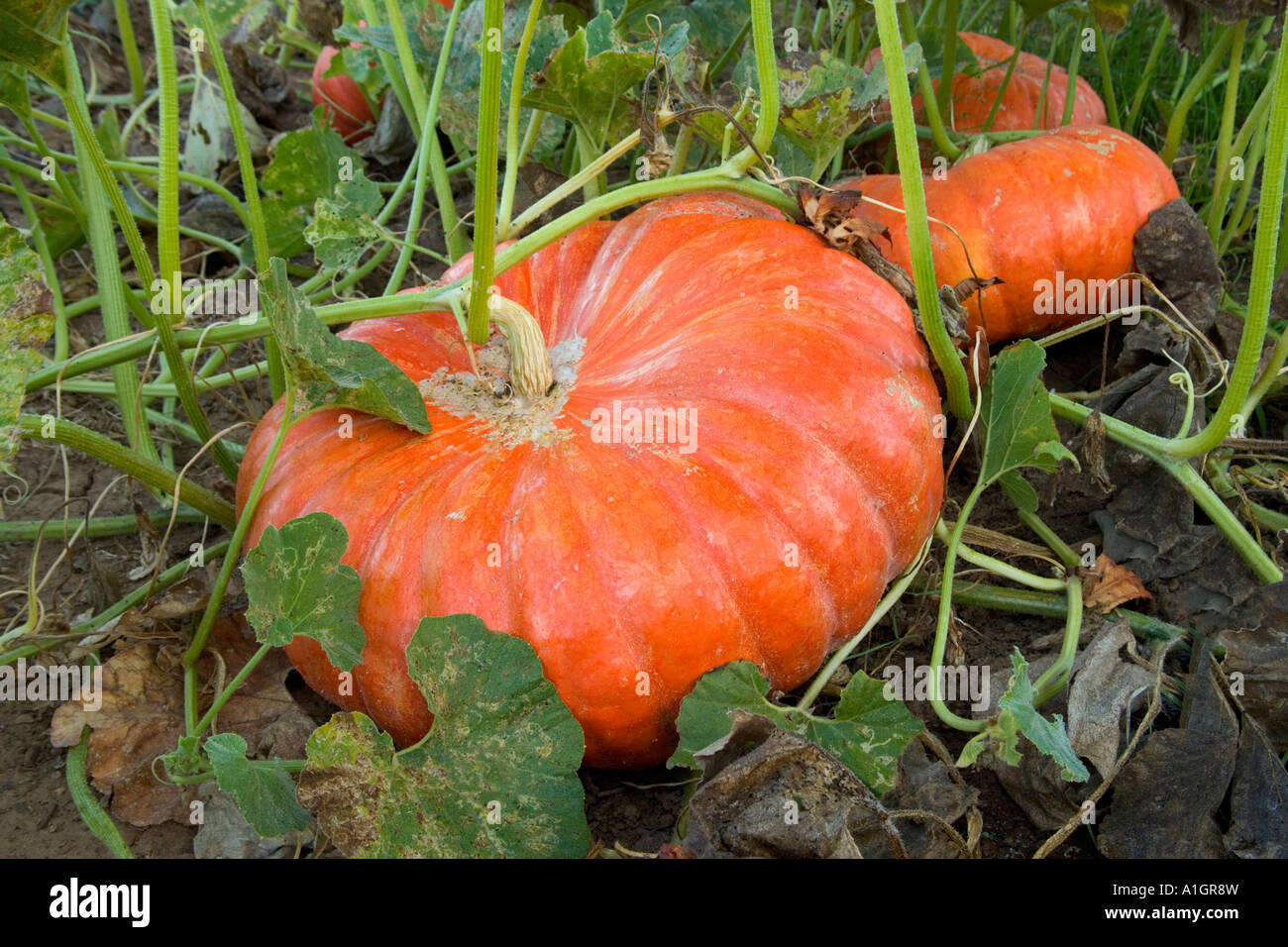 Mature Pumpkins  'Rouge Vif d Etampes'  in field. Stock Photo