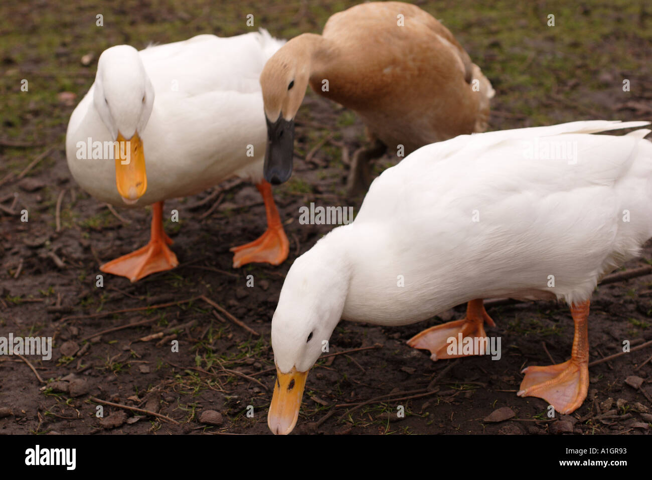 Ducks Staring Stock Photo