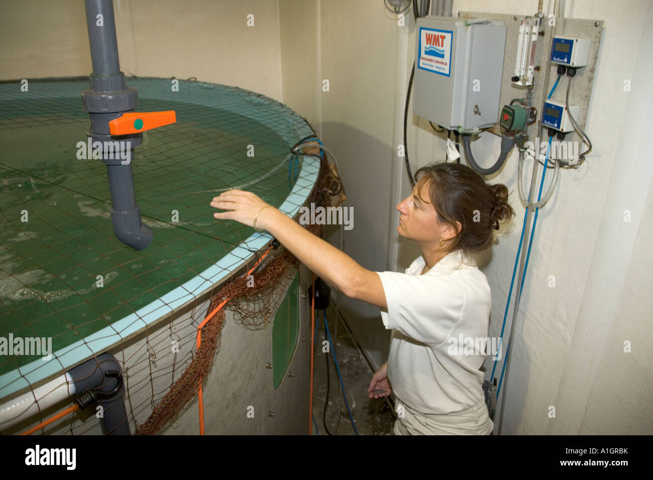 Biologist monitors 'red fish' behavior while feeding, SERF, Port Manatee. Stock Photo
