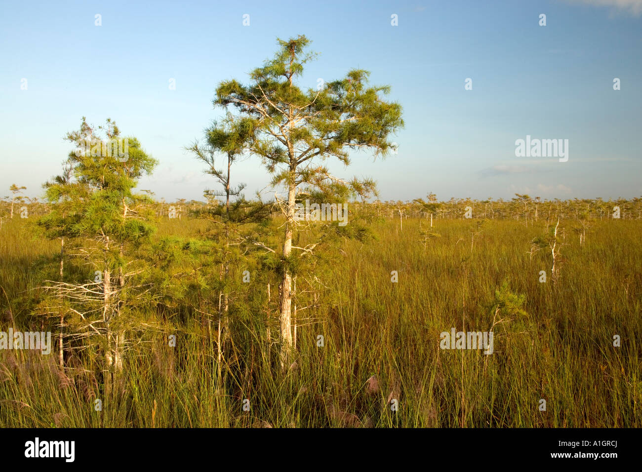 Sawgrass marsh Pond Cypress trees, Everglades National Park. Stock Photo