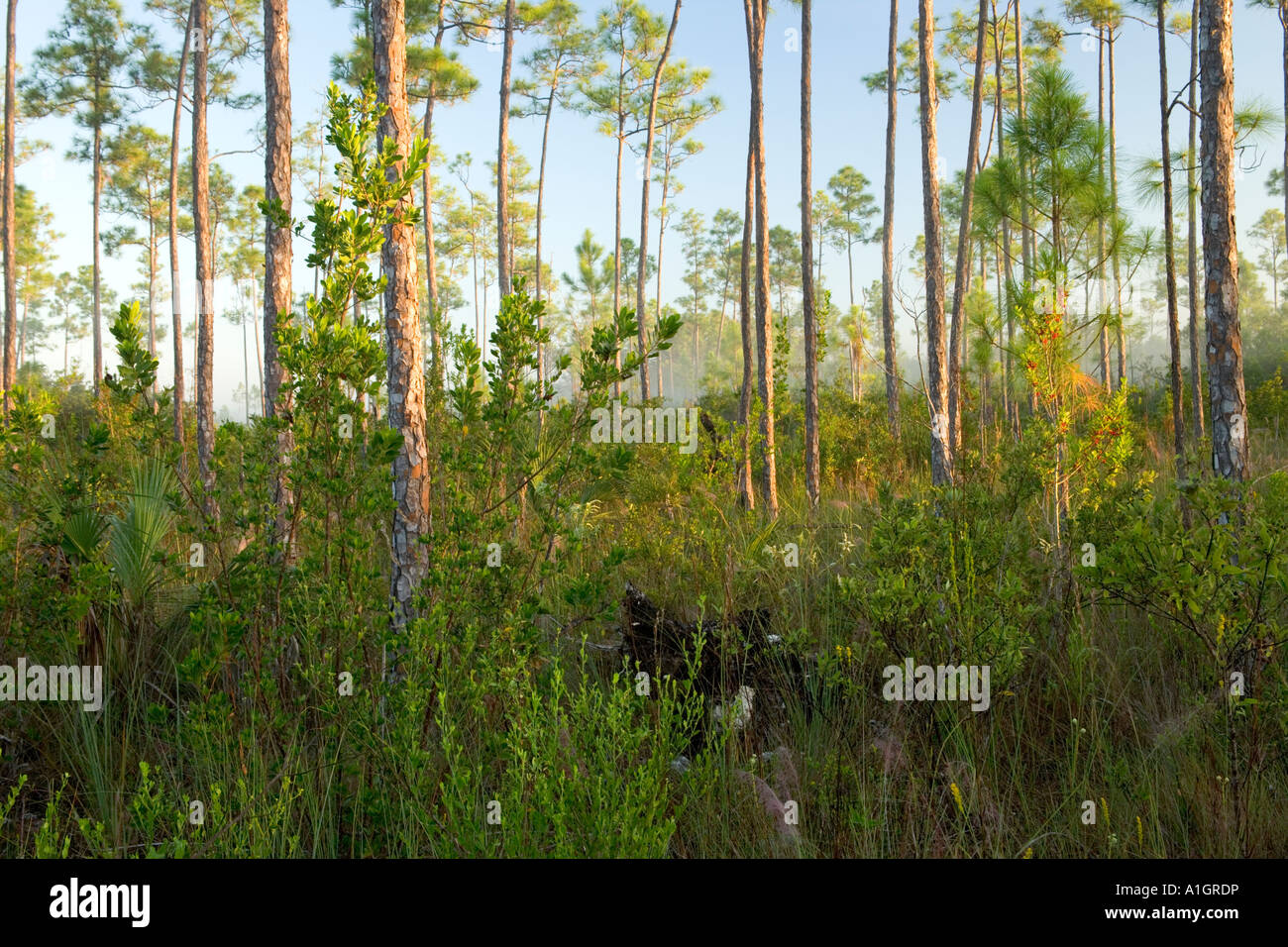 Yellow Pine Forest Everglades National Park. Stock Photo
