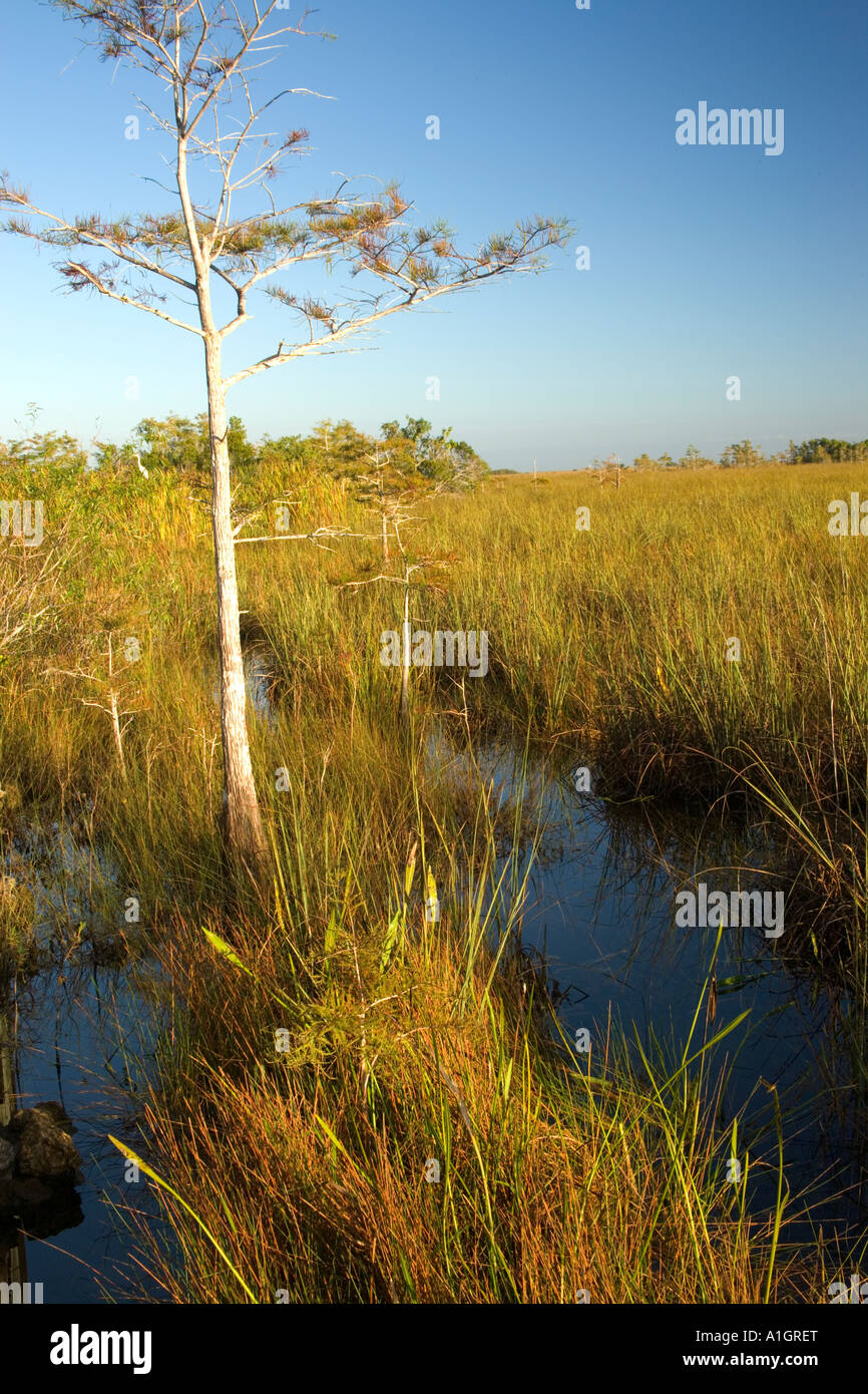 Sawgrass Marsh Pond Cypress, Everglades National Park. Stock Photo