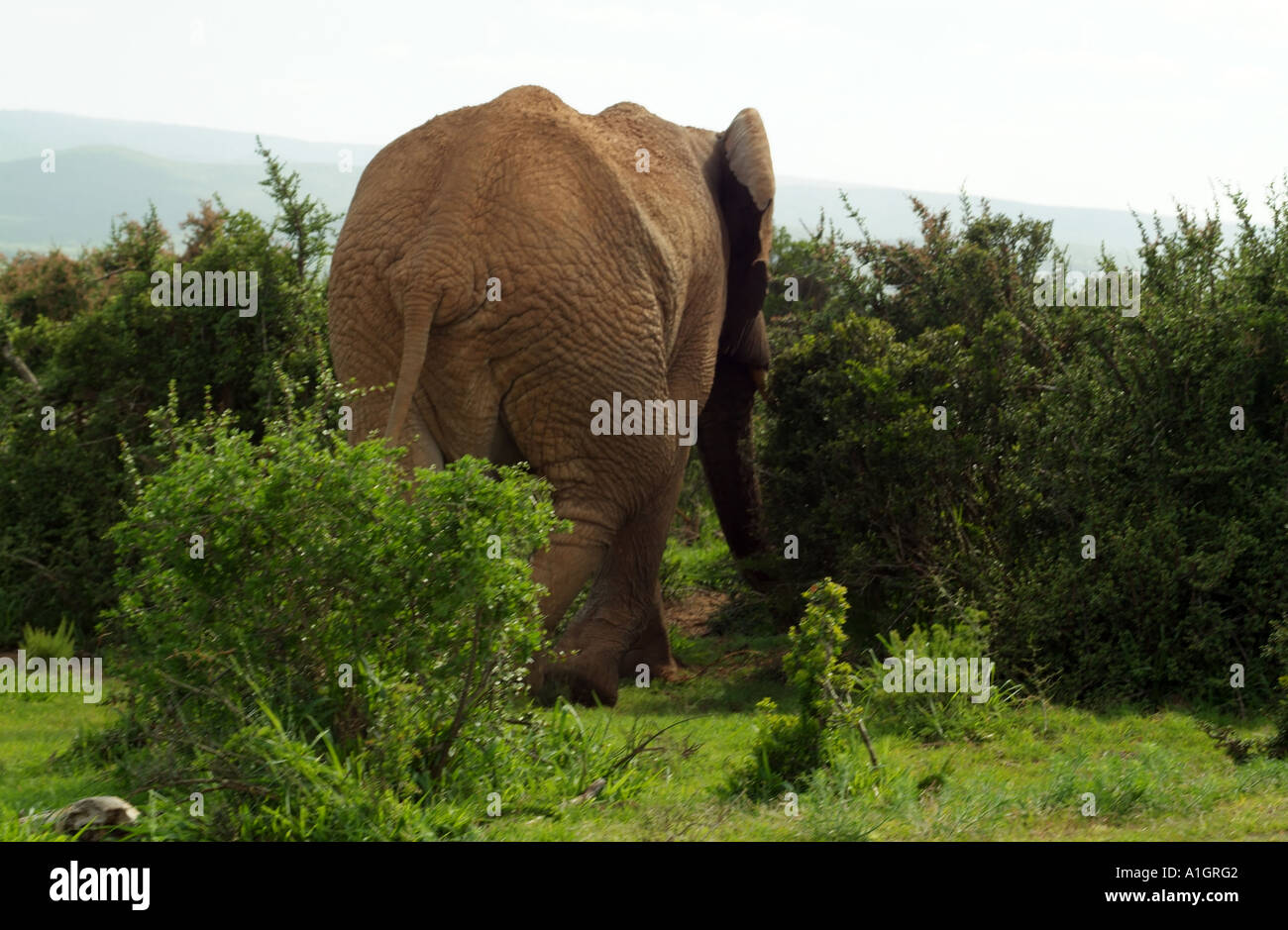 rear of Elephant walking into the bush at Addo Elephant National Park near Port Elizabeth Eastern Cape South Africa RSA Stock Photo