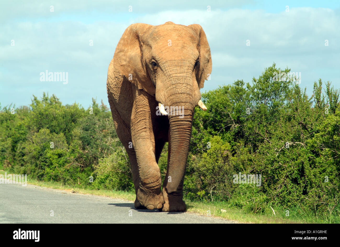 Addo Elephant National Park near Port Elizabeth Eastern Cape South Africa RSA elephant walking along dirt road Stock Photo