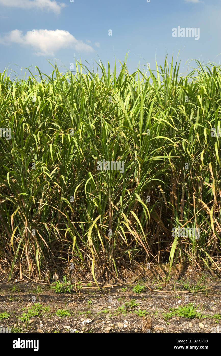 Sugar cane field, preharvest, Florida Stock Photo Alamy