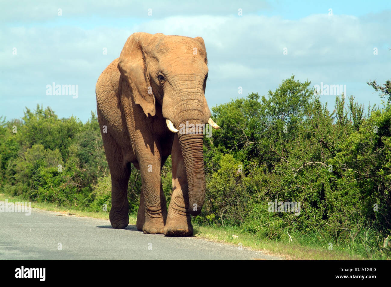 Addo Elephant National Park near Port Elizabeth Eastern Cape South Africa RSA elephant walking along dirt road Stock Photo