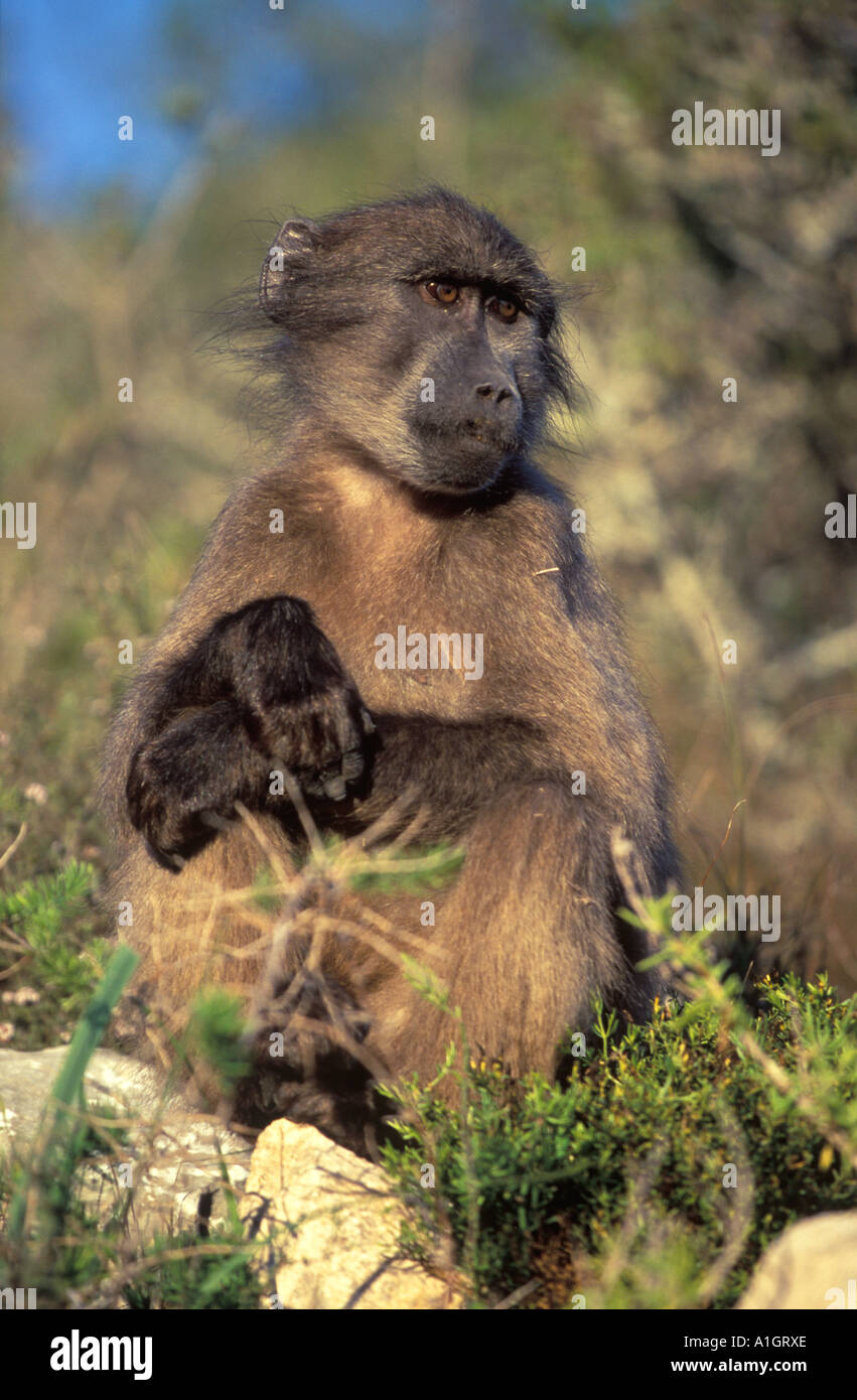 Juvenile Chacma Baboon (Papio Ursinus) Stock Photo