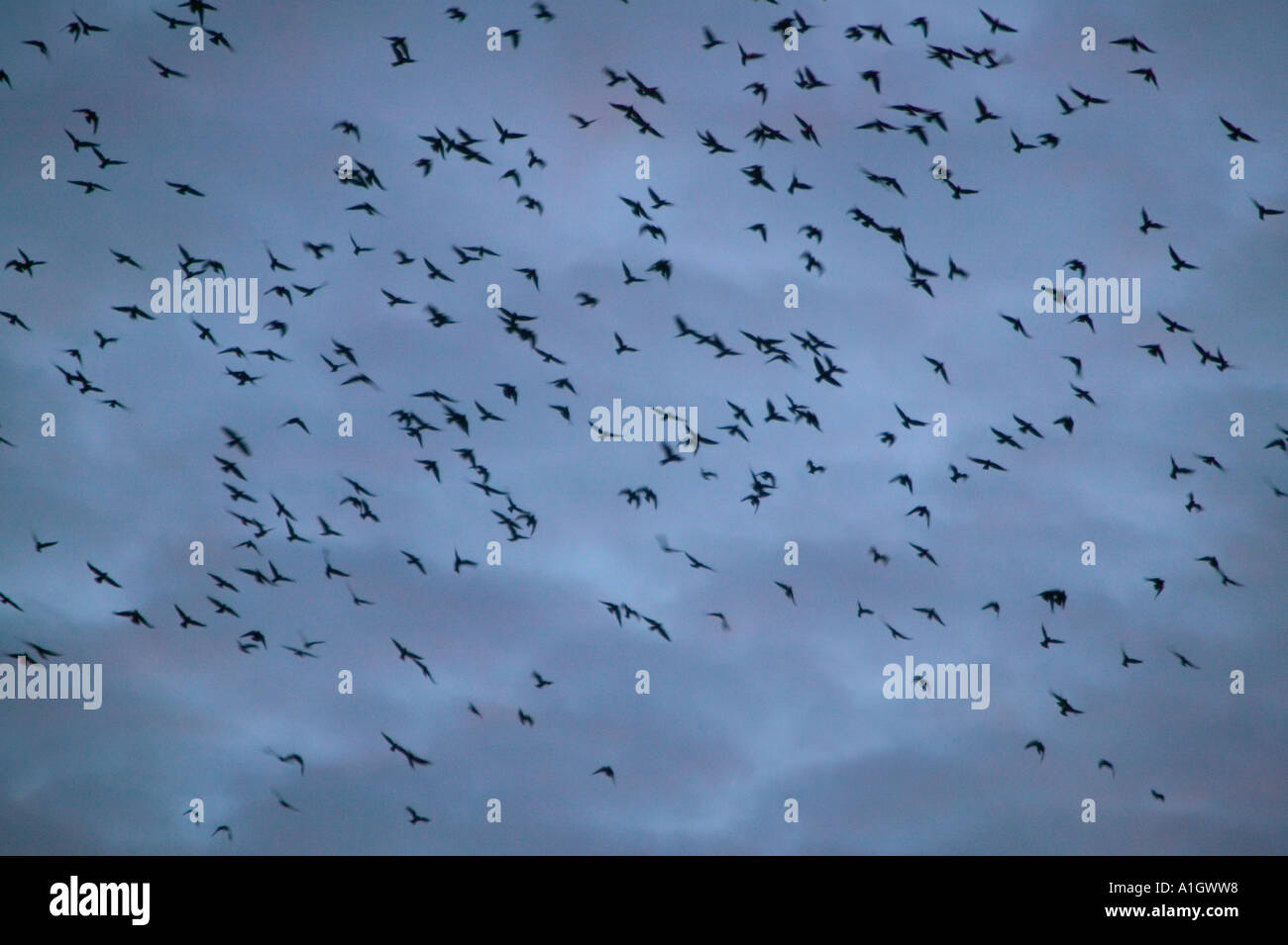 Flocking rooks hi-res stock photography and images - Alamy