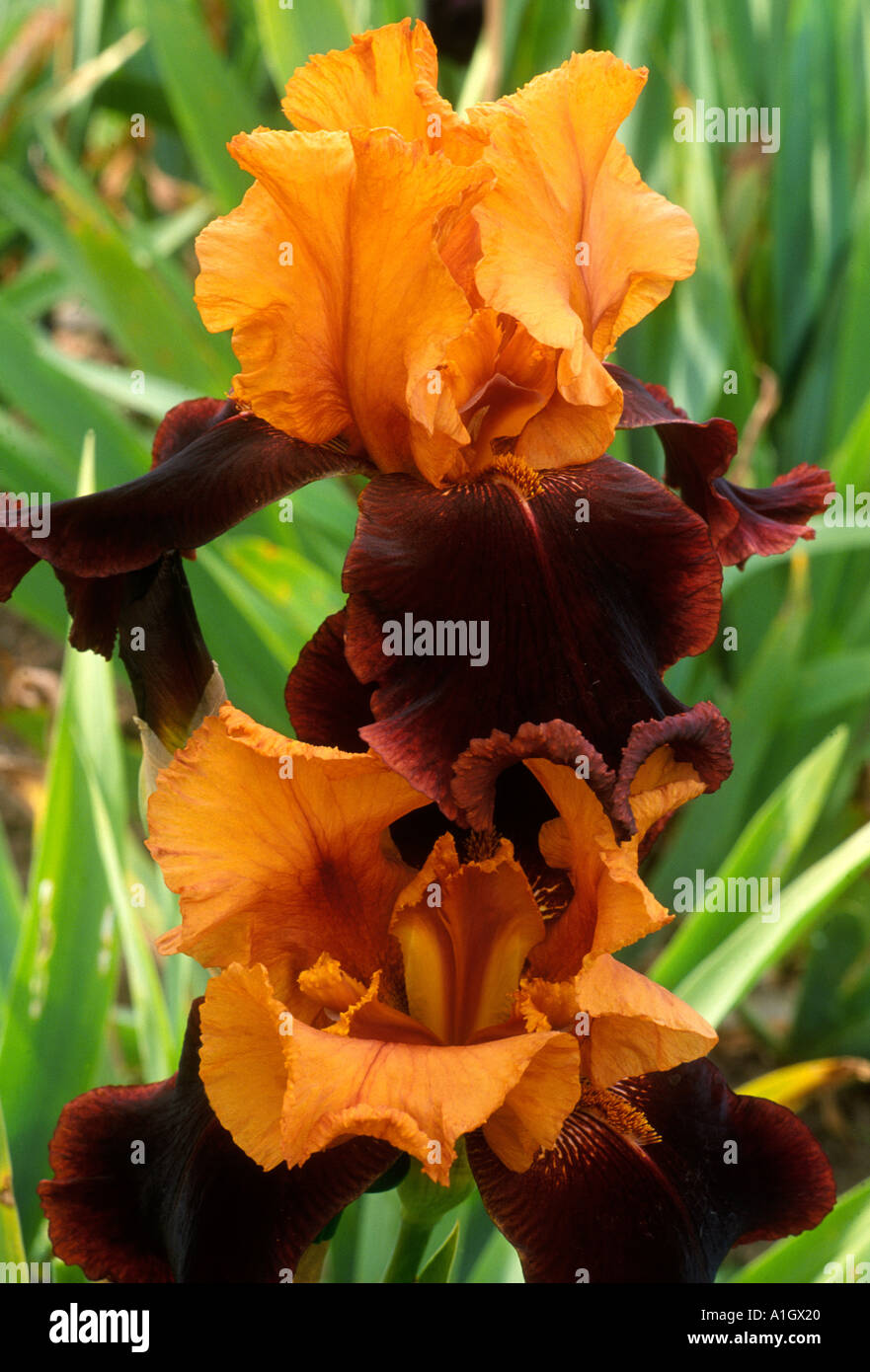 Iris 'Supreme Sultan' tall bearded iris brown orange flower plant garden rhizome fragrant Stock Photo