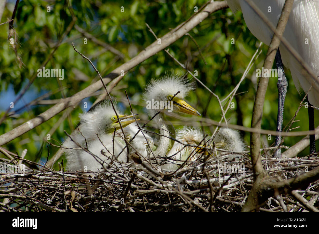 Great Egrets nesting with baby chicks 1 Ardea alba Stock Photo - Alamy