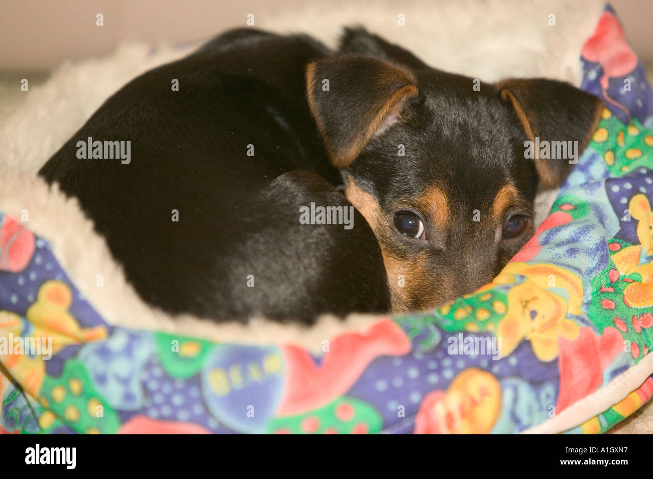 a Jack Russel puppy in his bed resting Stock Photo Alamy