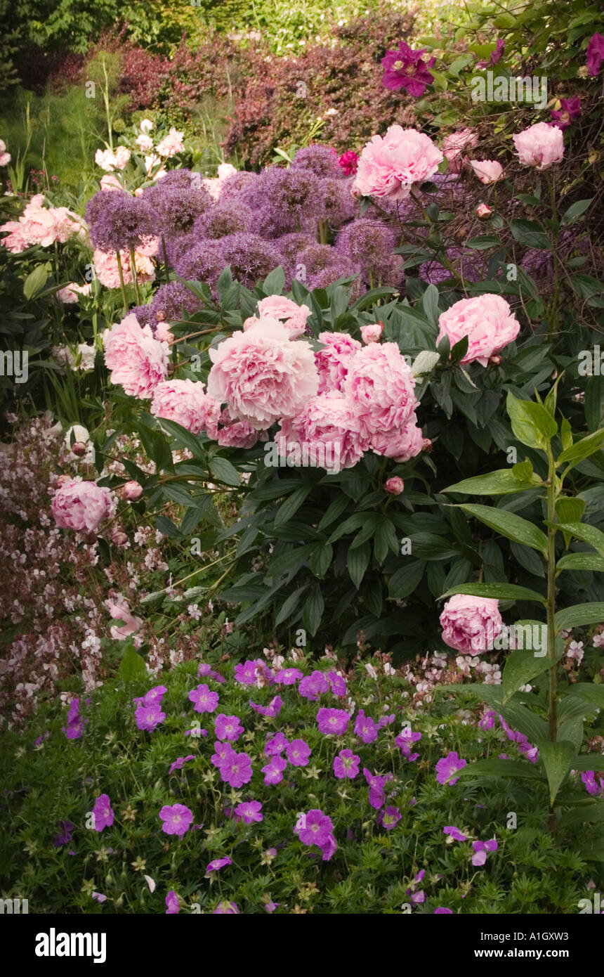 Peonies garden Stock Photo