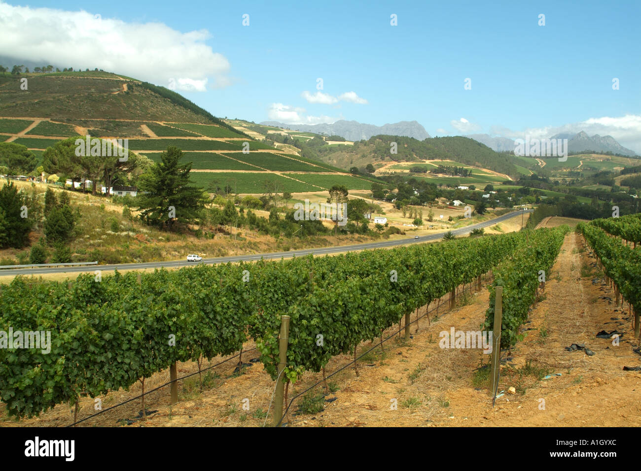 Vines along the Stellenbosch wine route Western Cape South Africa RSA
