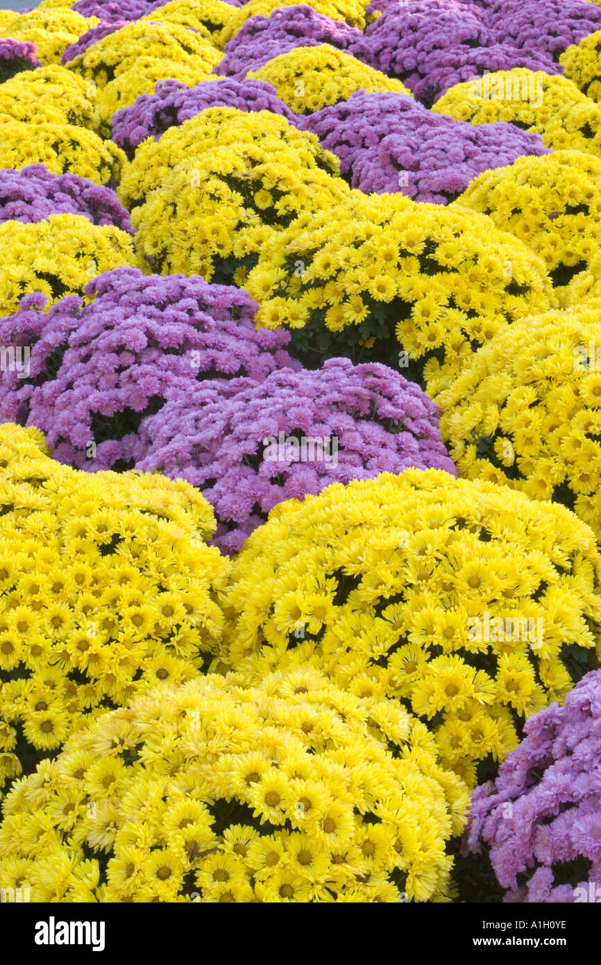 Decorative planting of mums Stock Photo Alamy