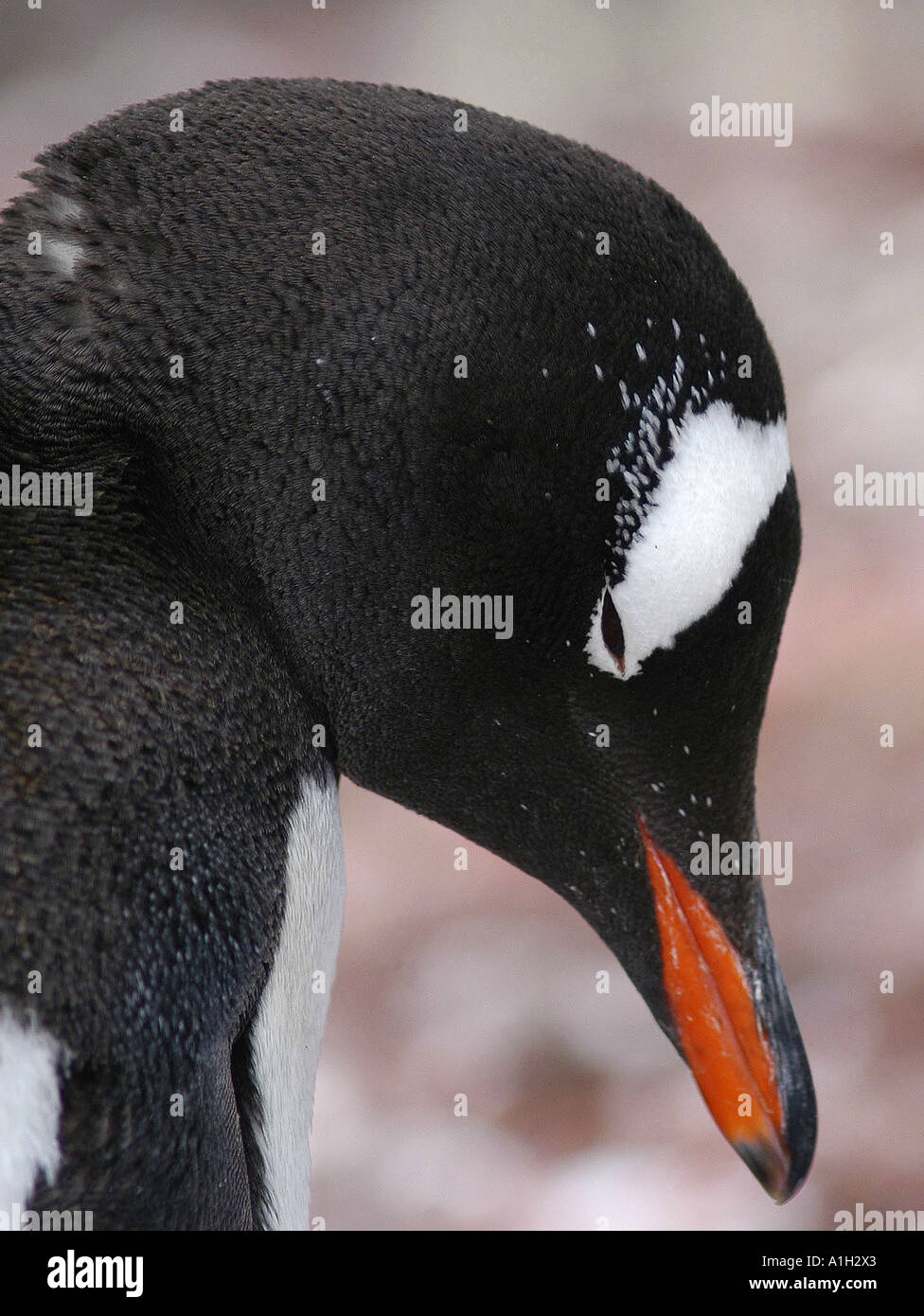 5260394 penguin penguins belong to the brushtail group of penguins hi