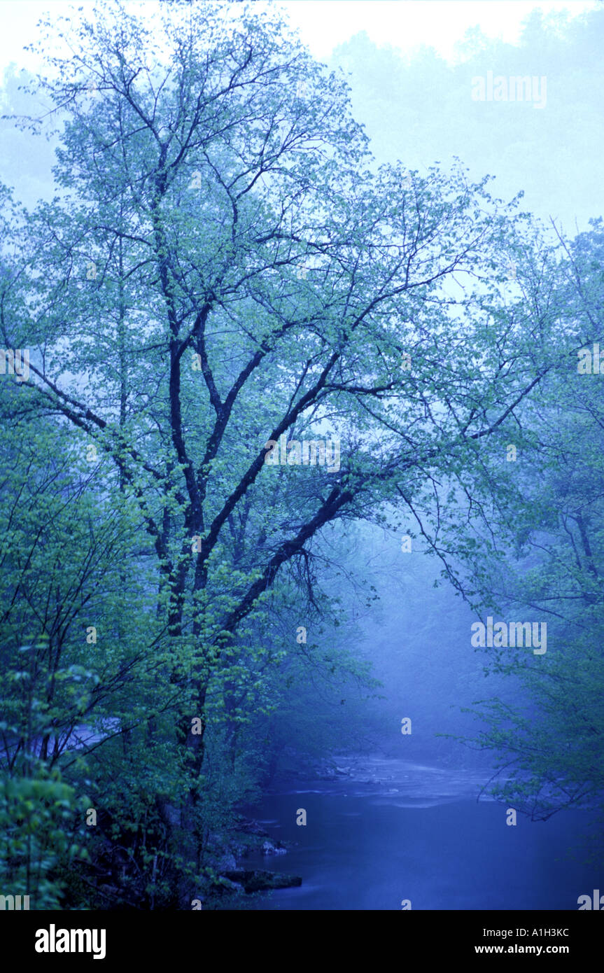 Streamside tree under lunar illumination with heavy fog stock photo alamy