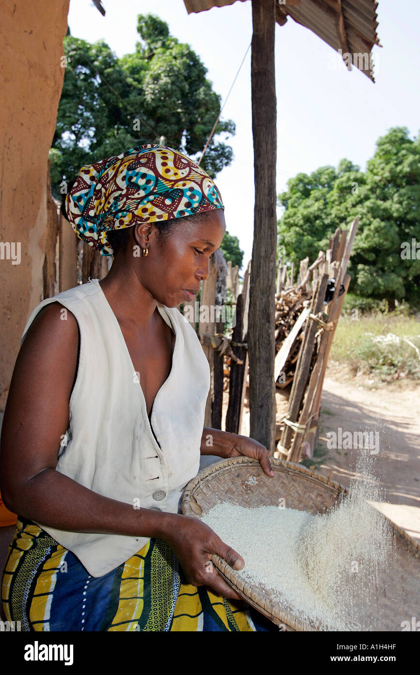 Gambia Rice Young woman winnowing rice Berending village south of The Gambia Stock ...