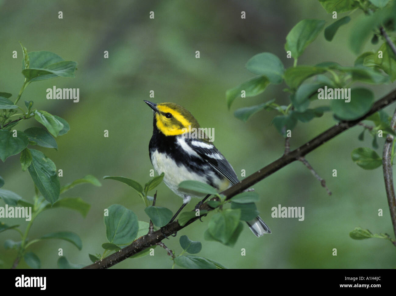 Black-throated green warbler, during Spring migration. Stock Photo