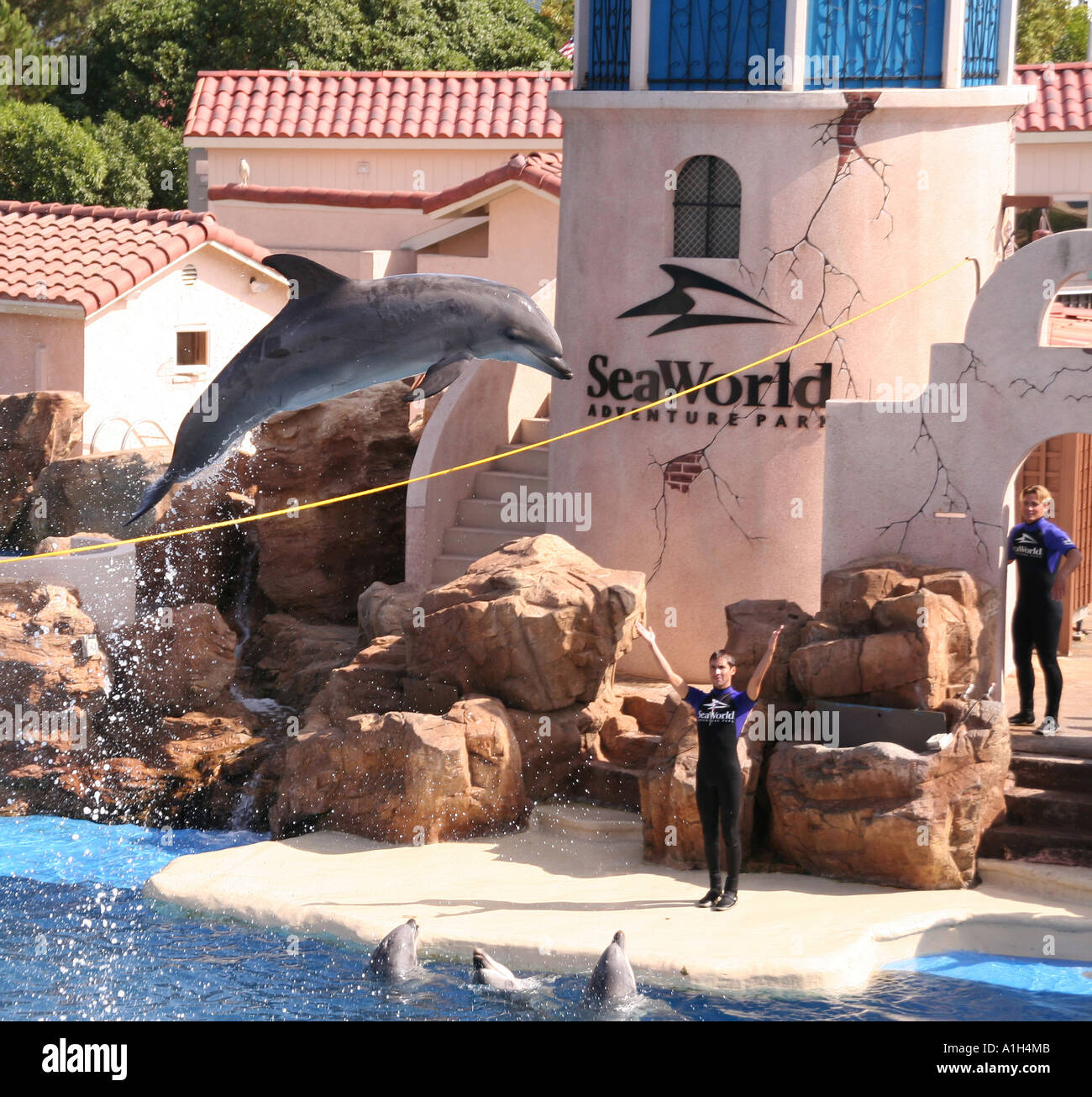 Performing Bottlenose Dolphin at Sea World San Diego California USA