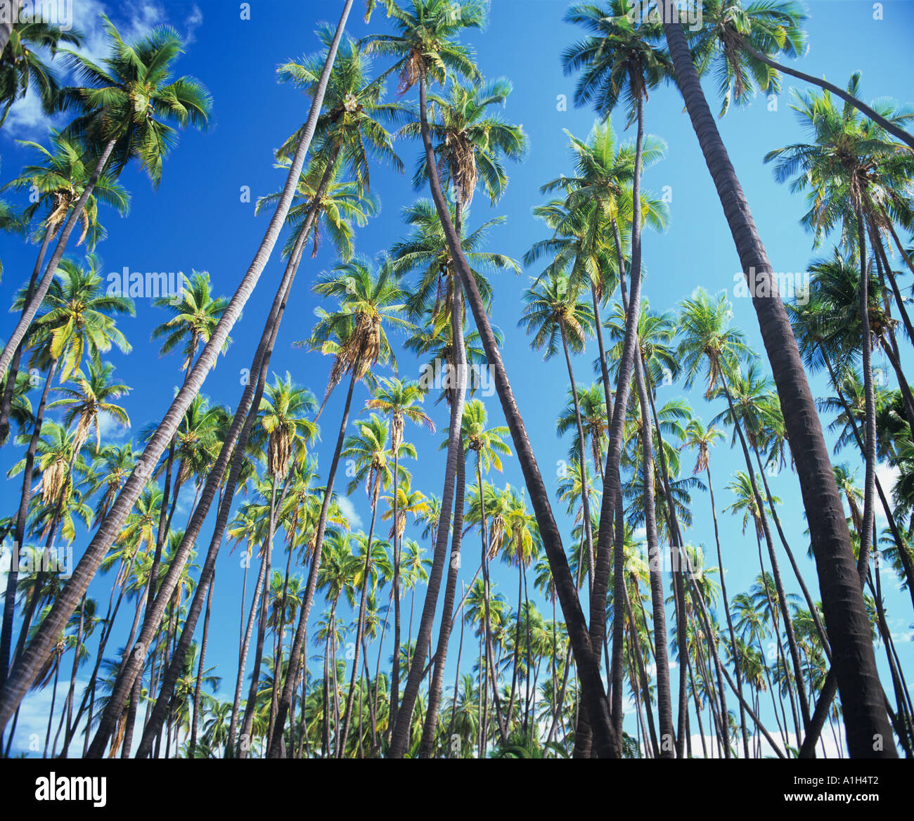 The ancient Kapuaiwa Coconut Grove on Molokai Island Hawaii, USA has